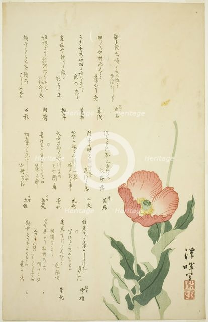 Two Poppies, c. early 1820s. Creator: Yokoyama Seiki.