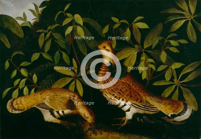 Two Ruffed Grouse in Underbrush, 1864. Creator: Rubens Peale.
