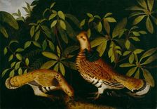 Two Ruffed Grouse in Underbrush, 1864. Creator: Rubens Peale