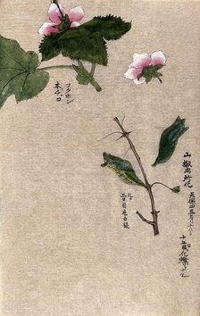 Two raspberry plant stems, one with a chrysalis attached. Creator: Unknown