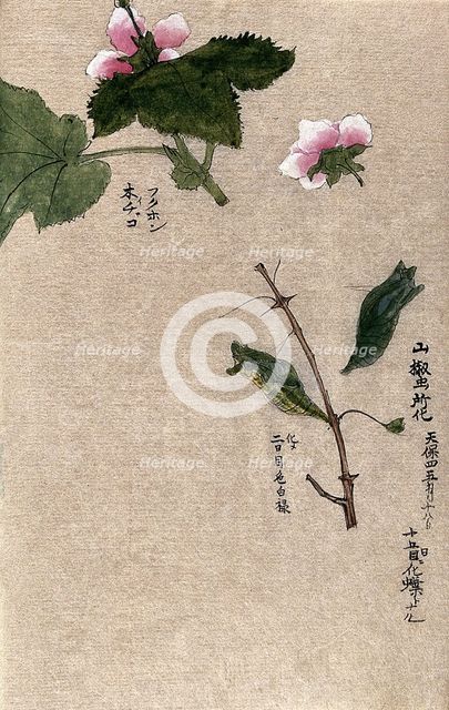 Two raspberry plant stems, one with a chrysalis attached. Creator: Unknown.