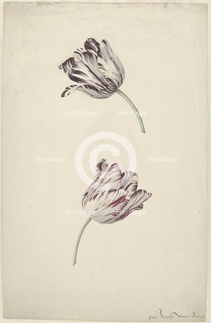 Two Red-and-white Tulips, 1744-1805. Creator: Jan Jansz. van der Vinne.