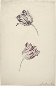 Two Red-and-white Tulips, 1744-1805. Creator: Jan Jansz. van der Vinne