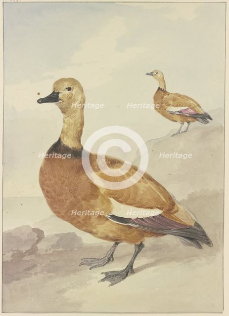 Two red ducks, 18th century. Creator: Aert Schouman.