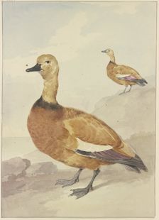 Two red ducks, 18th century. Creator: Aert Schouman