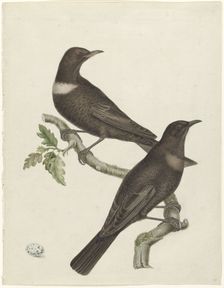 Two ring thrushes (Turdus torquatus) with an egg, 1749-1811. Creator: Jan Christiaan Sepp