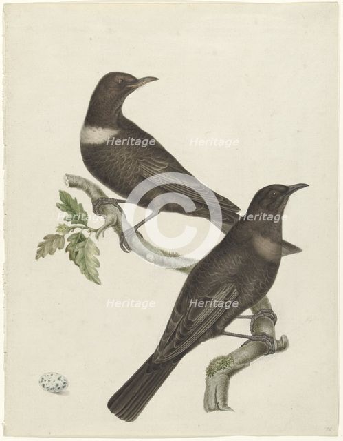 Two ring thrushes (Turdus torquatus) with an egg, 1749-1811. Creator: Jan Christiaan Sepp.