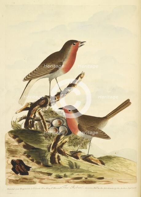 Two Robins with their nest, full of eggs, 1791.  Creator: Unknown.