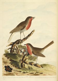 Two Robins with their nest, full of eggs, 1791. Creator: Unknown