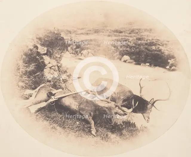 Two Stags, One Shot by Mr. Ross and the Other by Mrs. Ross, ca. 1858. Creator: Horatio Ross.