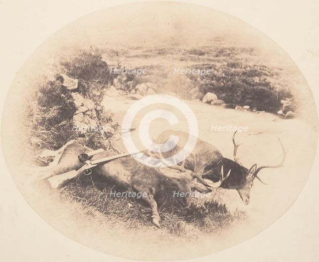 Two Stags, One Shot by Mr. Ross and the Other by Mrs. Ross, ca. 1858. Creator: Horatio Ross.