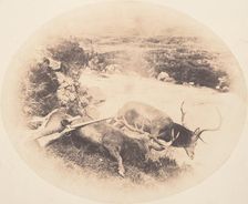 Two Stags, One Shot by Mr. Ross and the Other by Mrs. Ross, ca. 1858. Creator: Horatio Ross