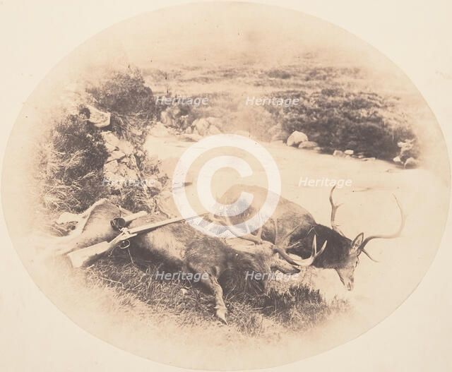 Two Stags, One Shot by Mr. Ross and the Other by Mrs. Ross, ca. 1858. Creator: Horatio Ross.