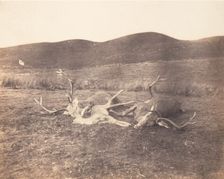 [Two Stags and Roe Buck], ca. 1858. Creator: Horatio Ross