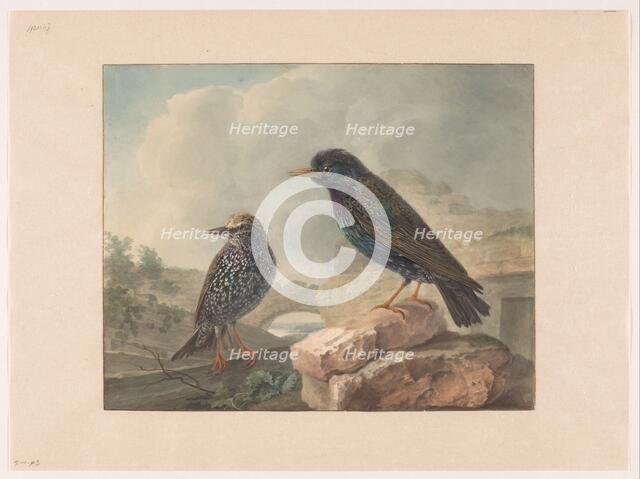 Two starlings, 1765-1873. Creator: Cornelis van Hardenbergh.