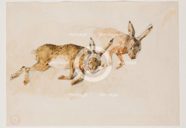Two Studies of a Hare, between 1840 and 1876. Creator: Eugene Fromentin.