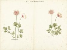 Two studies of anemones, 1760-1769. Creator: C. Baak