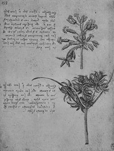 Two Studies of Rushes in Seed, c1480 (1945). Artist: Leonardo da Vinci