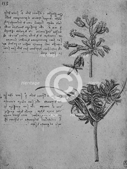 'Two Studies of Rushes in Seed, c1480 (1945). Artist: Leonardo da Vinci.