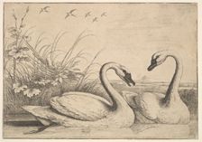 Two Swans, 1654-58. Creator: Wenceslaus Hollar
