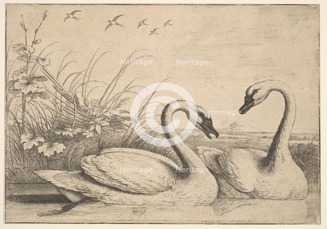 Two Swans, 1654-58. Creator: Wenceslaus Hollar.