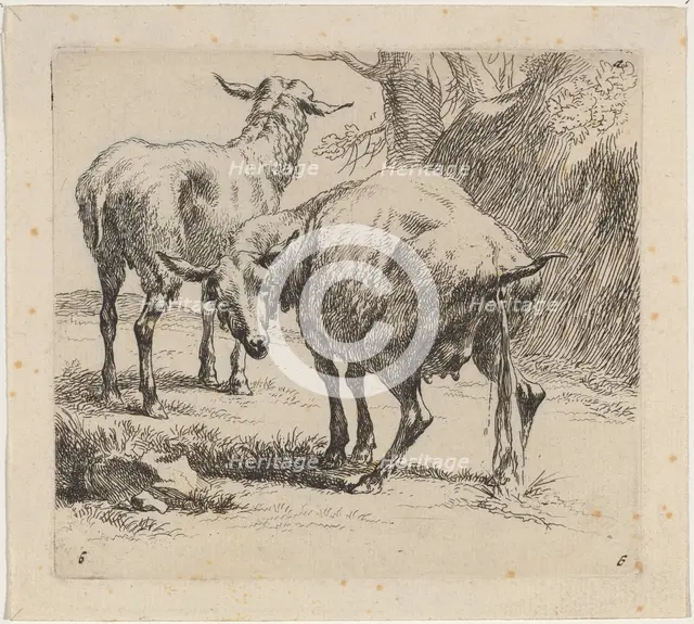 Two Sheep, One Pissing. Creator: Nicolaes Berchem.