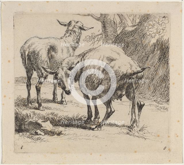 Two Sheep, One Pissing. Creator: Nicolaes Berchem.