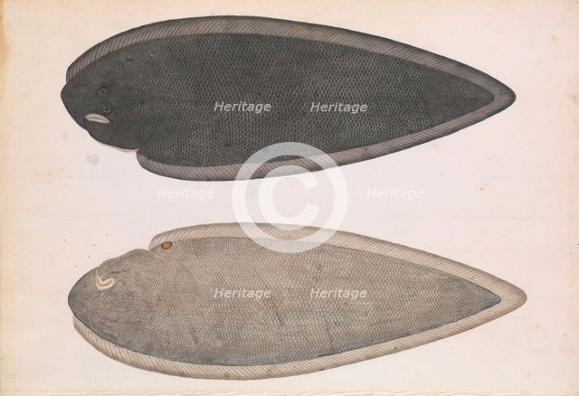 Two Sides of a Bengal River Fish, ca. 1804. Creator: Unknown.