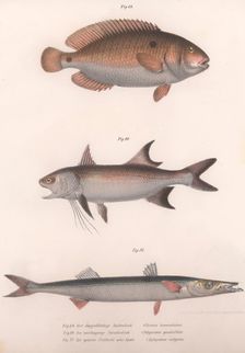 Two-spot Bimaculus, African Redfin, Common Barracuda, c.1850s