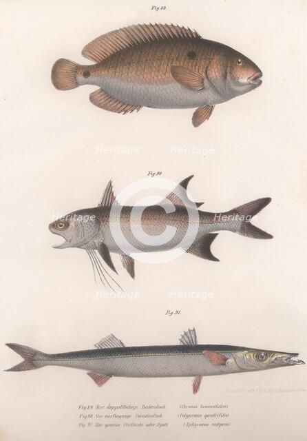Two-spot Bimaculus, African Redfin, Common Barracuda, c.1850s. Artist: Unknown.