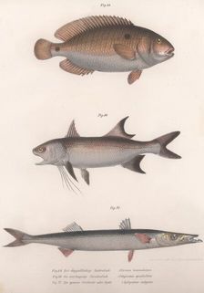 Two-spot Bimaculus, African Redfin, Common Barracuda, c.1850s