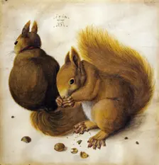 Two squirrels. Creator: Hoffmann, Hans (1530-1592)