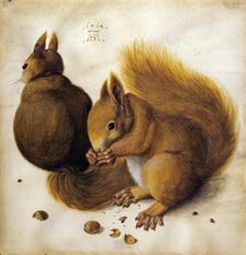 Two squirrels. Creator: Hoffmann, Hans (1530-1592)