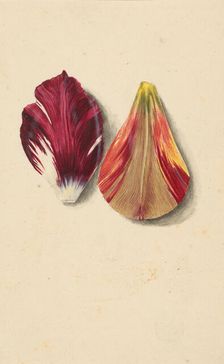Two tulip leaves. Creator: Merian, Maria Sibylla (1647-1717)