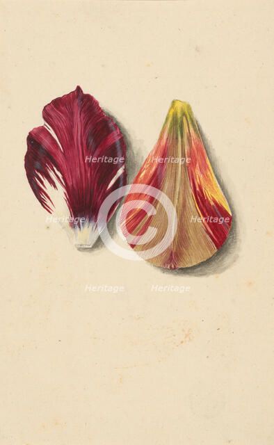 Two tulip leaves. Creator: Merian, Maria Sibylla (1647-1717).