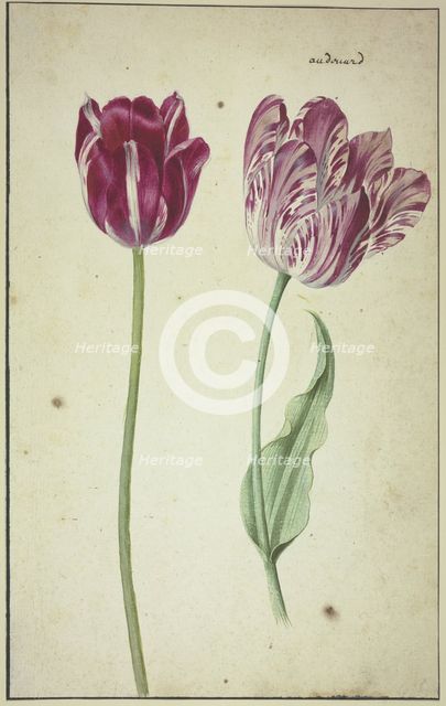 Two tulips, 17th century. Creator: Unknown.