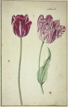 Two tulips, 17th century. Creator: Unknown