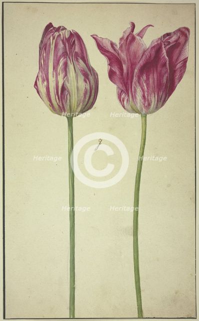 Two tulips, 17th century. Creator: Unknown.