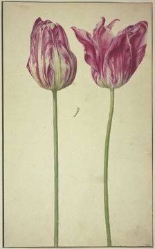 Two tulips, 17th century. Creator: Unknown