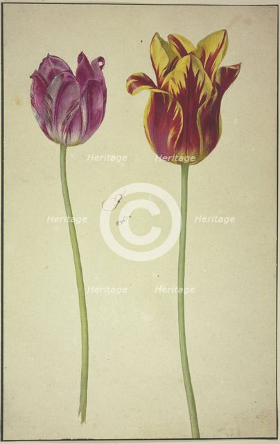 Two tulips, 17th century. Creator: Unknown.