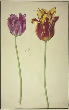 Two tulips, 17th century. Creator: Unknown