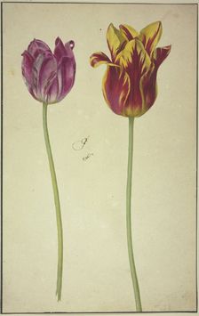 Two tulips, 17th century. Creator: Unknown
