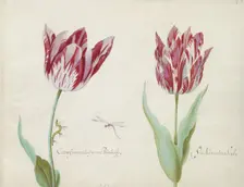 Two tulips with caterpillar and damselfly, 1637. Creator: Jacob Marrel