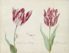 Two tulips with caterpillar and damselfly, 1637. Creator: Jacob Marrel