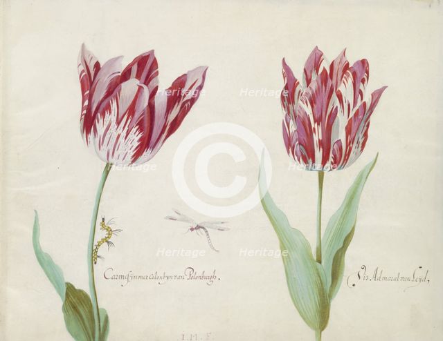 Two tulips with caterpillar and damselfly, 1637. Creator: Jacob Marrel.