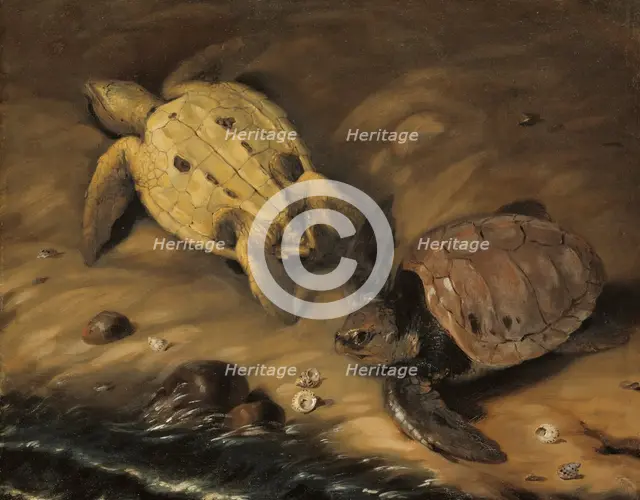 Two turtles, 1690. Creator: David Klocker Ehrenstrahl.