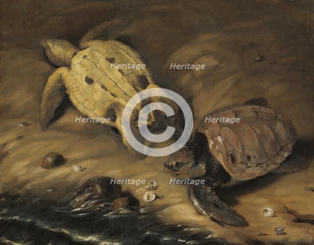 Two turtles, 1690. Creator: David Klocker Ehrenstrahl.