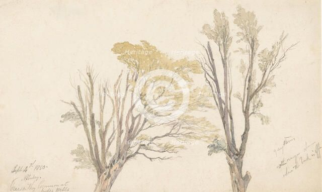 Two tree studies, 1850. Creator: Edwin Aaron Penley.