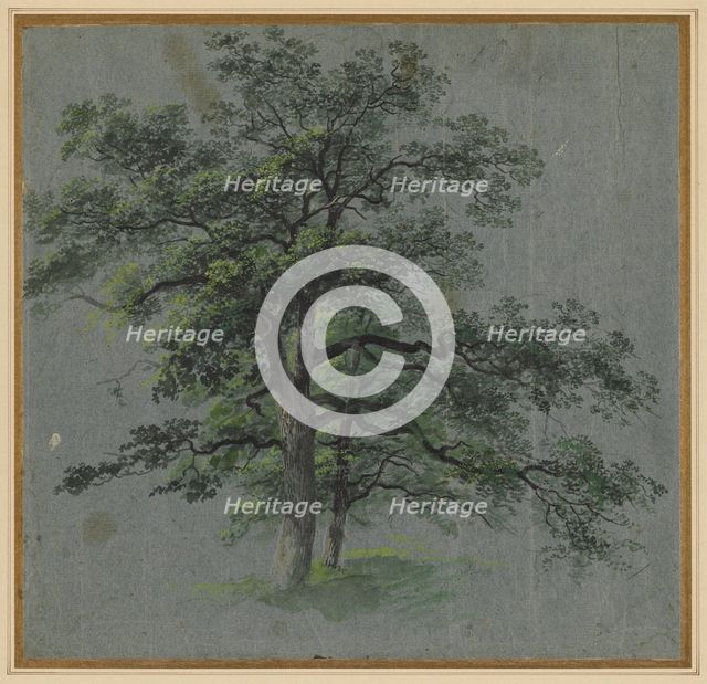 Two Trees (recto) Tree Studies (verso), first half 1800s. Creator: Johann Jacob Dorner (German, 1775-1852).