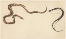 Two tropical snakes, 1824-1900. Creator: Albertus Steenbergen